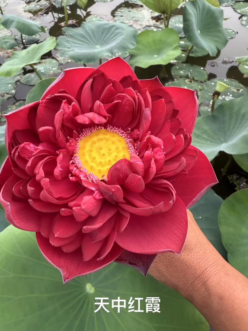 精品荷花品质保证服务周到产地直发价格美丽欢迎联系