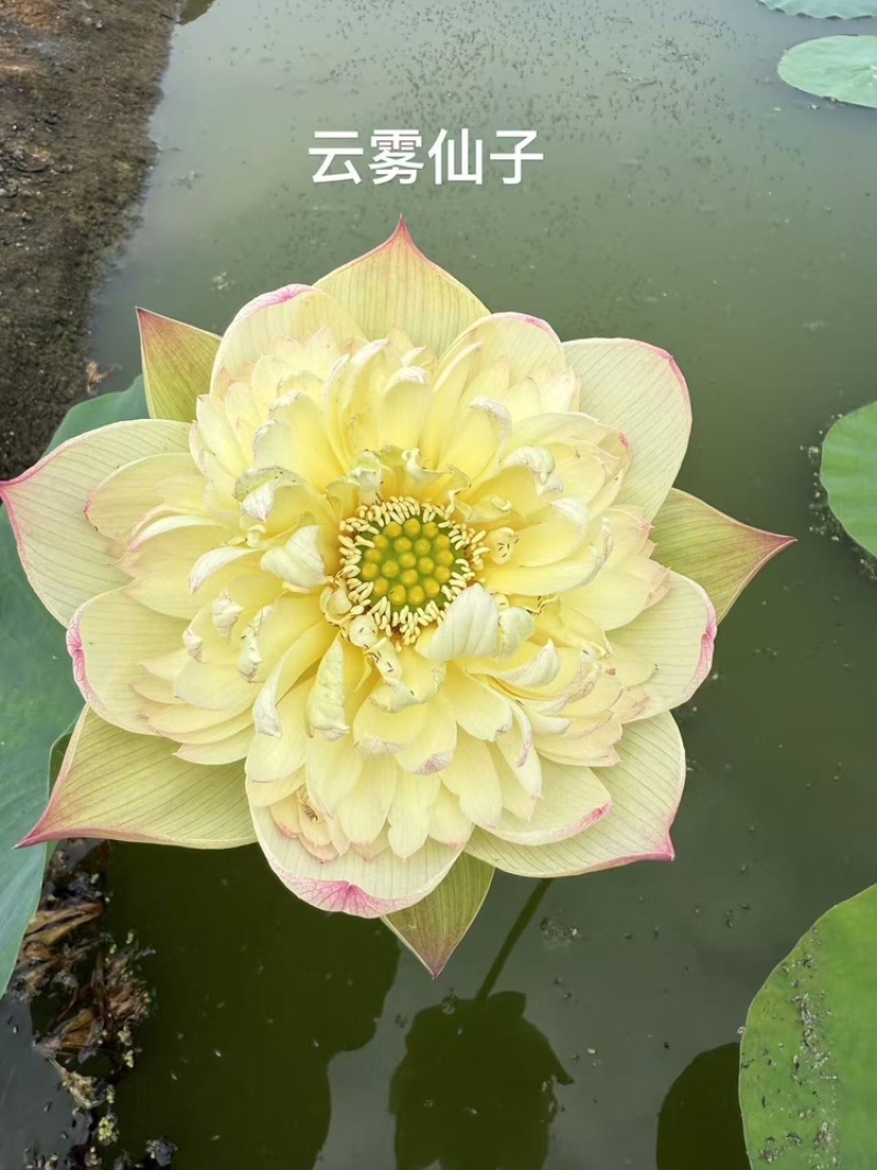 精品荷花品质保证服务周到产地直发价格美丽欢迎联系