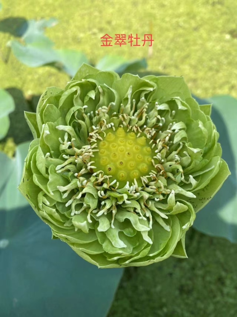 精品荷花品质保证服务周到产地直发价格美丽欢迎联系
