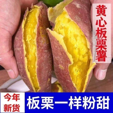正宗板栗沙地新鲜红皮红薯黄心粉鸡蛋黄香甜番薯无丝无筋地瓜