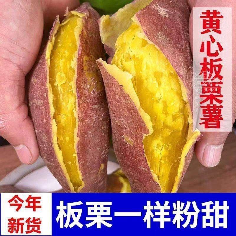正宗板栗沙地新鲜红皮红薯黄心粉鸡蛋黄香甜番薯无丝无筋地瓜