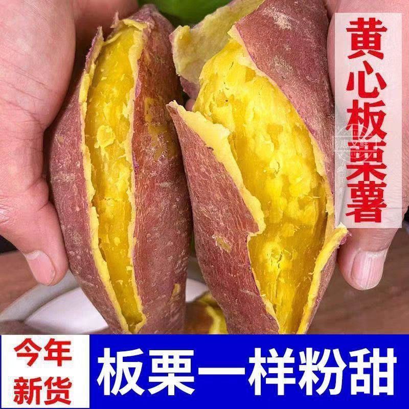 正宗板栗沙地新鲜红皮红薯黄心粉鸡蛋黄香甜番薯无丝无筋地瓜