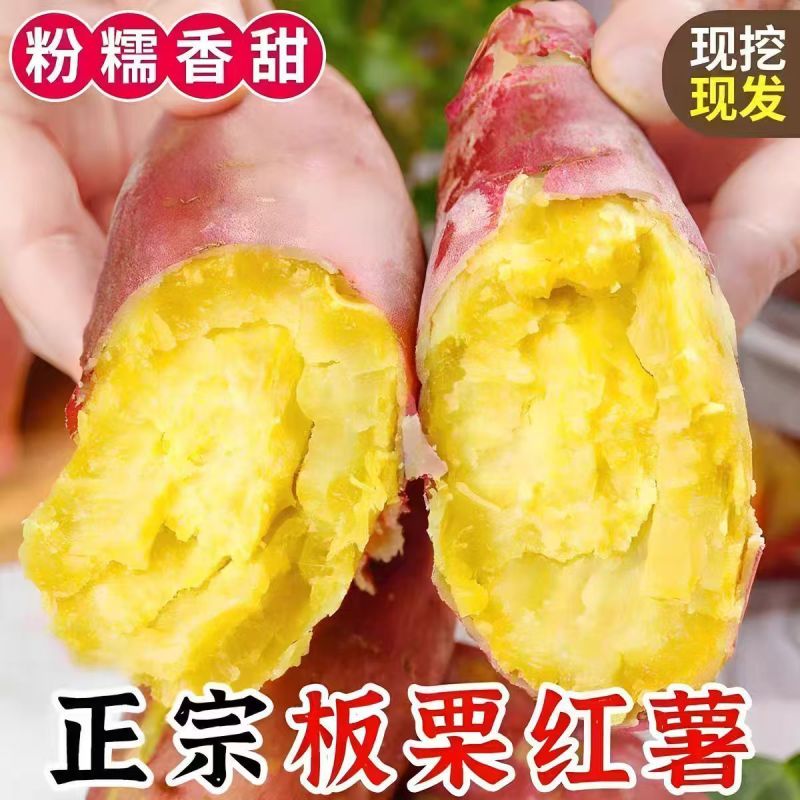 正宗板栗沙地新鲜红皮红薯黄心粉鸡蛋黄香甜番薯无丝无筋地瓜