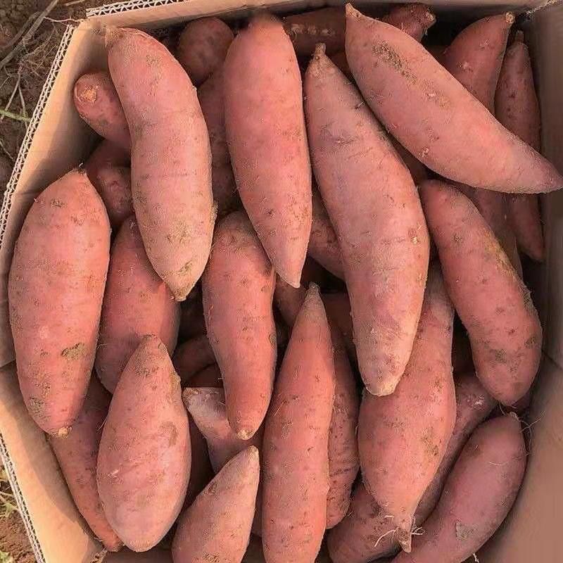 彩箱9斤西瓜红蜜薯新鲜红皮红心农家自种香薯沙地烤地瓜