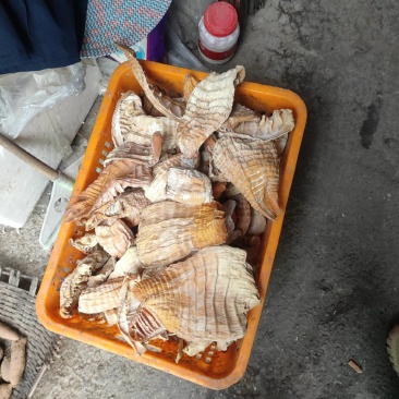 楠竹笋干