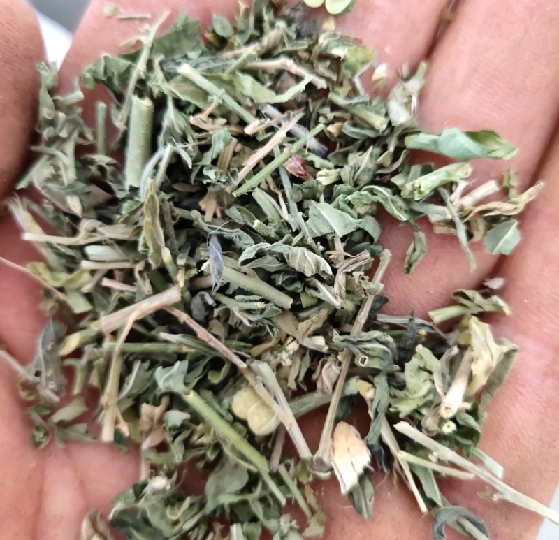 透骨草珍珠透骨草新货颜色好关书药业