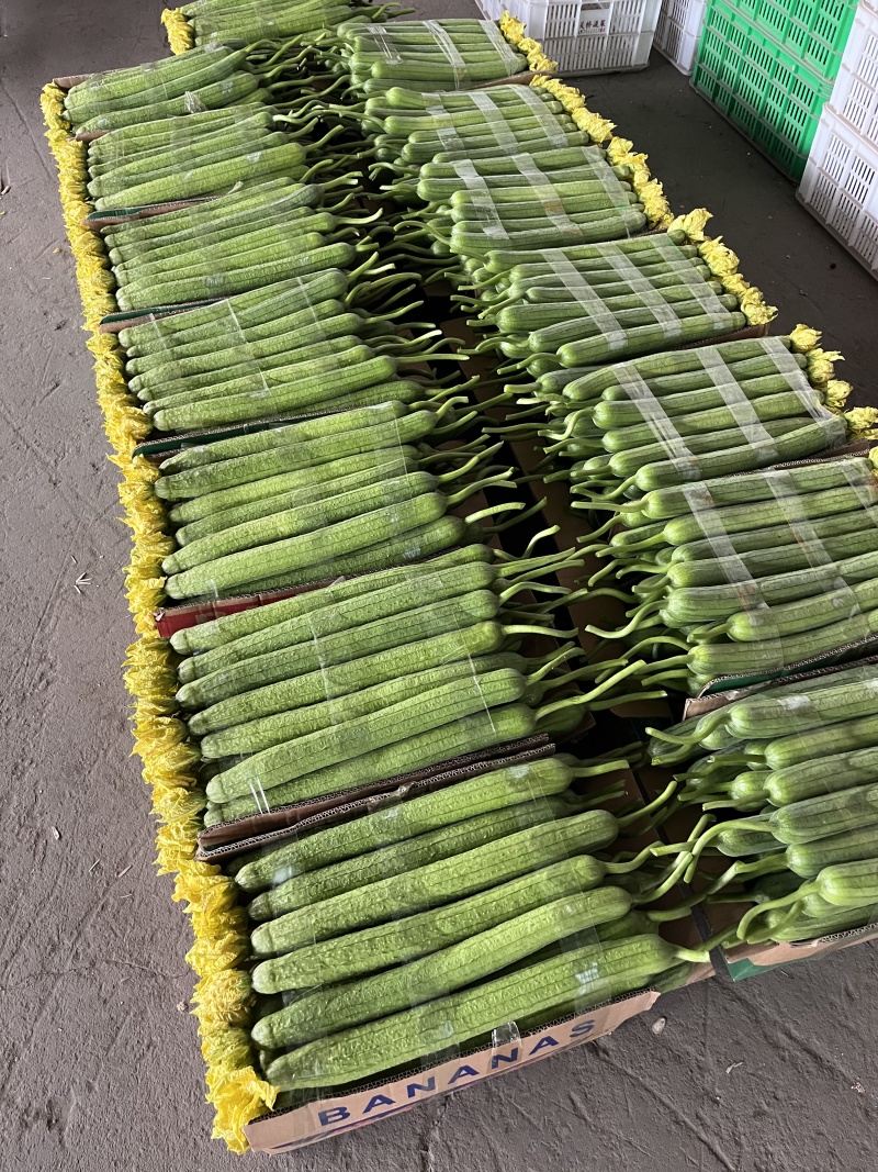 江苏连云港鲜花丝瓜大量上市产地直发量大从优欢迎来电