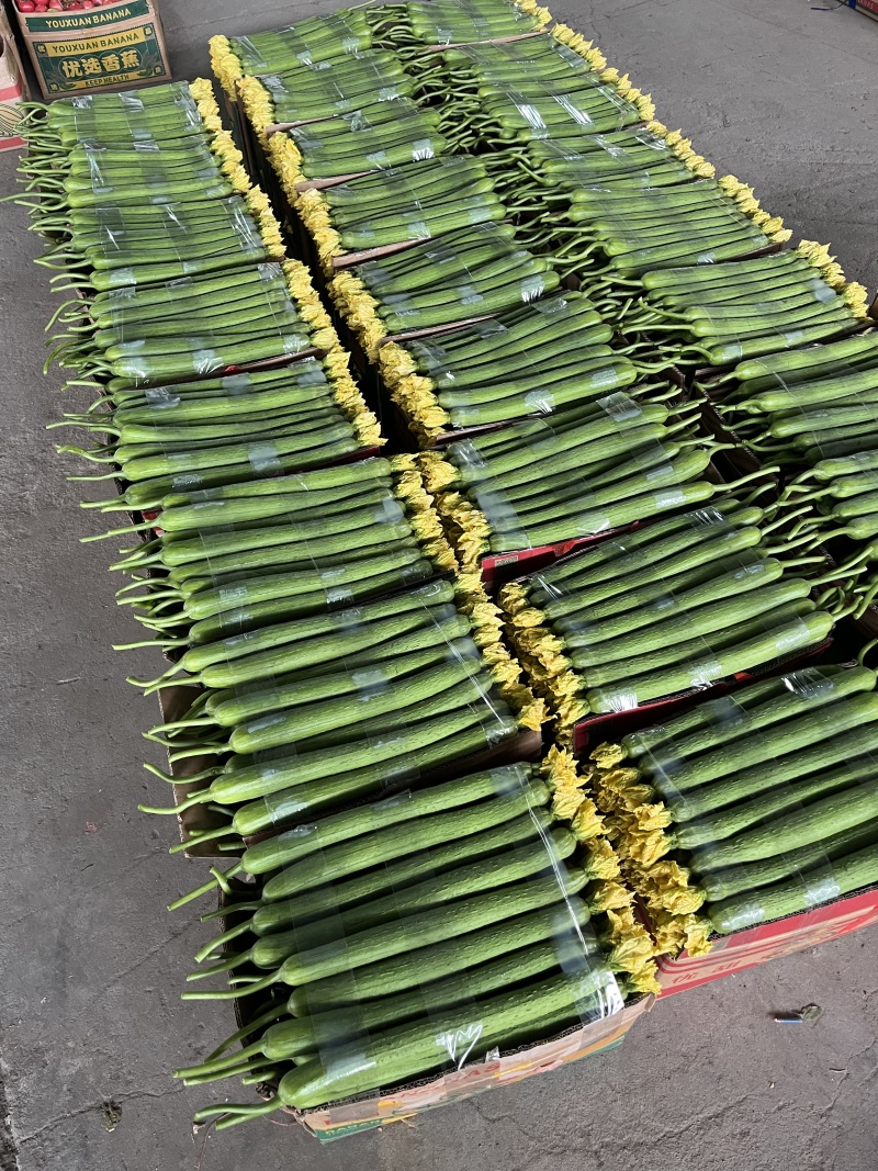 江苏连云港鲜花丝瓜大量上市产地直发量大从优欢迎来电