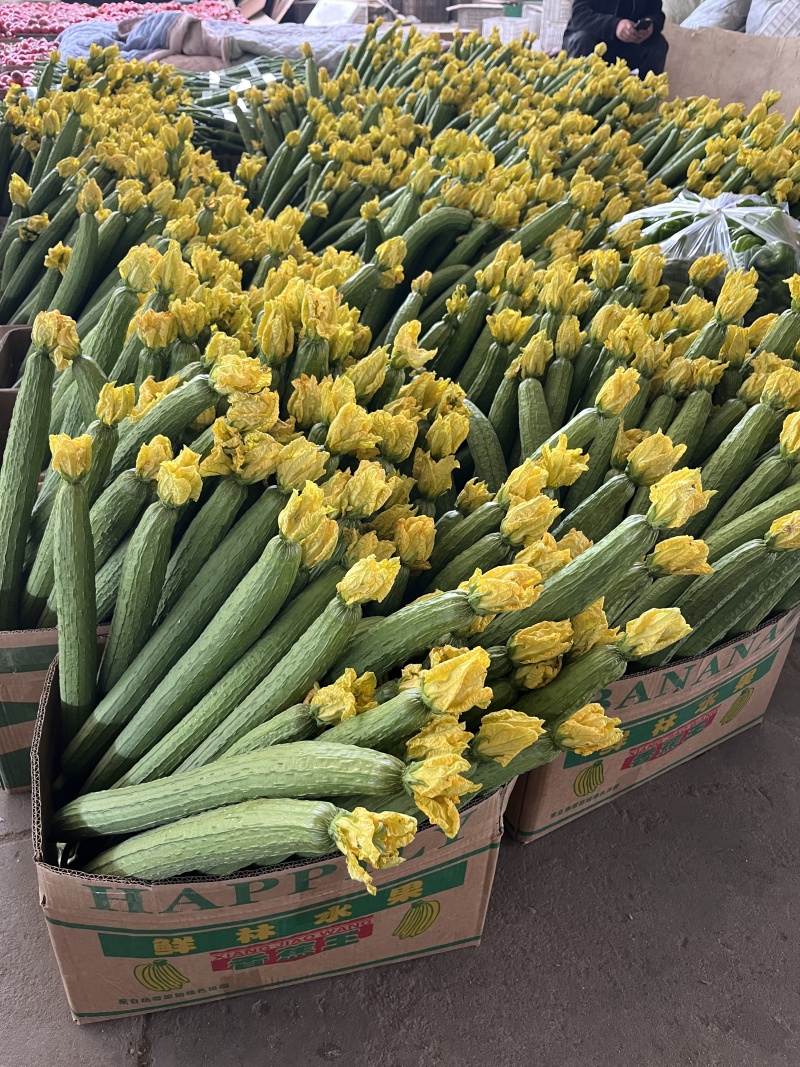 江苏连云港鲜花丝瓜大量上市产地直发量大从优欢迎来电