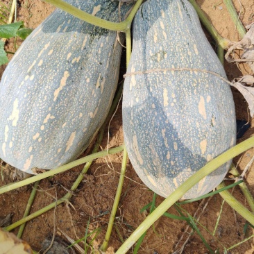广西蜜本南瓜现摘现安排基地直供