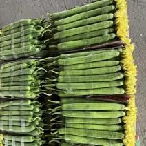 【推荐】鲜花丝瓜大量接单产地直发量大从优欢迎来电