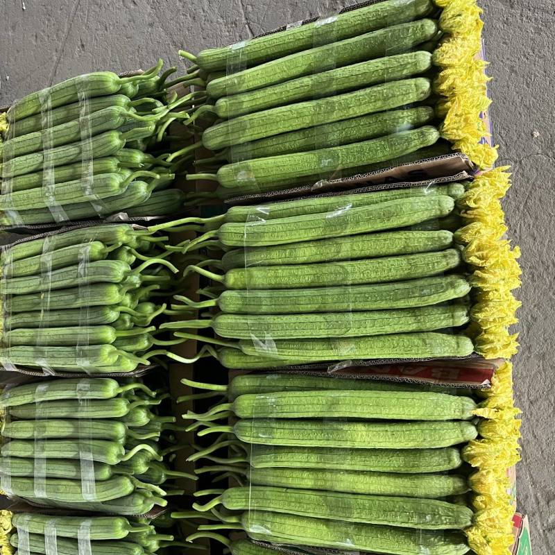 【推荐】鲜花丝瓜大量接单产地直发量大从优欢迎来电