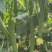 【推荐】鲜花丝瓜大量接单产地直发量大从优欢迎来电