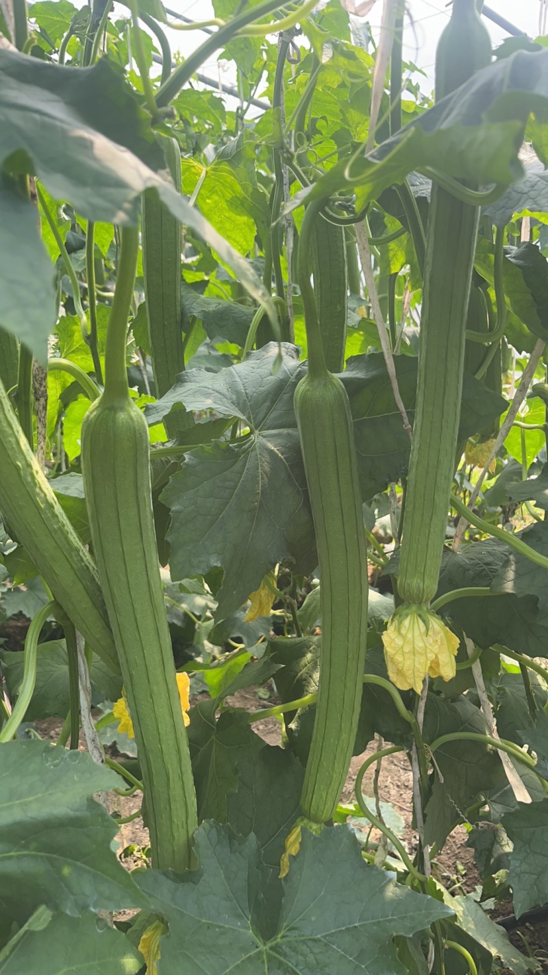 【推荐】鲜花丝瓜大量接单产地直发量大从优欢迎来电