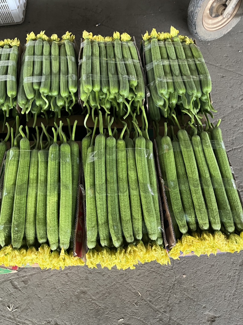 【推荐】鲜花丝瓜大量接单产地直发量大从优欢迎来电