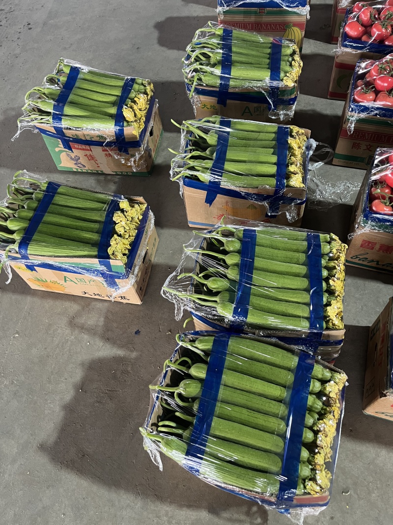 【推荐】鲜花丝瓜大量接单产地直发量大从优欢迎来电