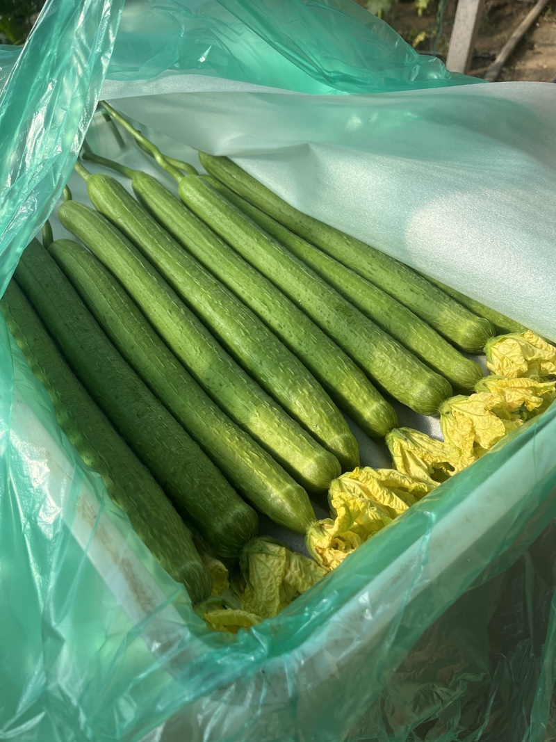【推荐】鲜花丝瓜大量接单产地直发量大从优欢迎来电