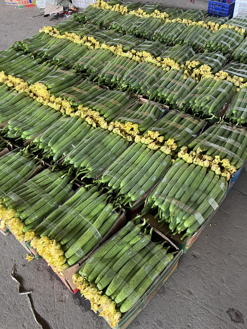 【推荐】鲜花丝瓜大量接单产地直发量大从优欢迎来电