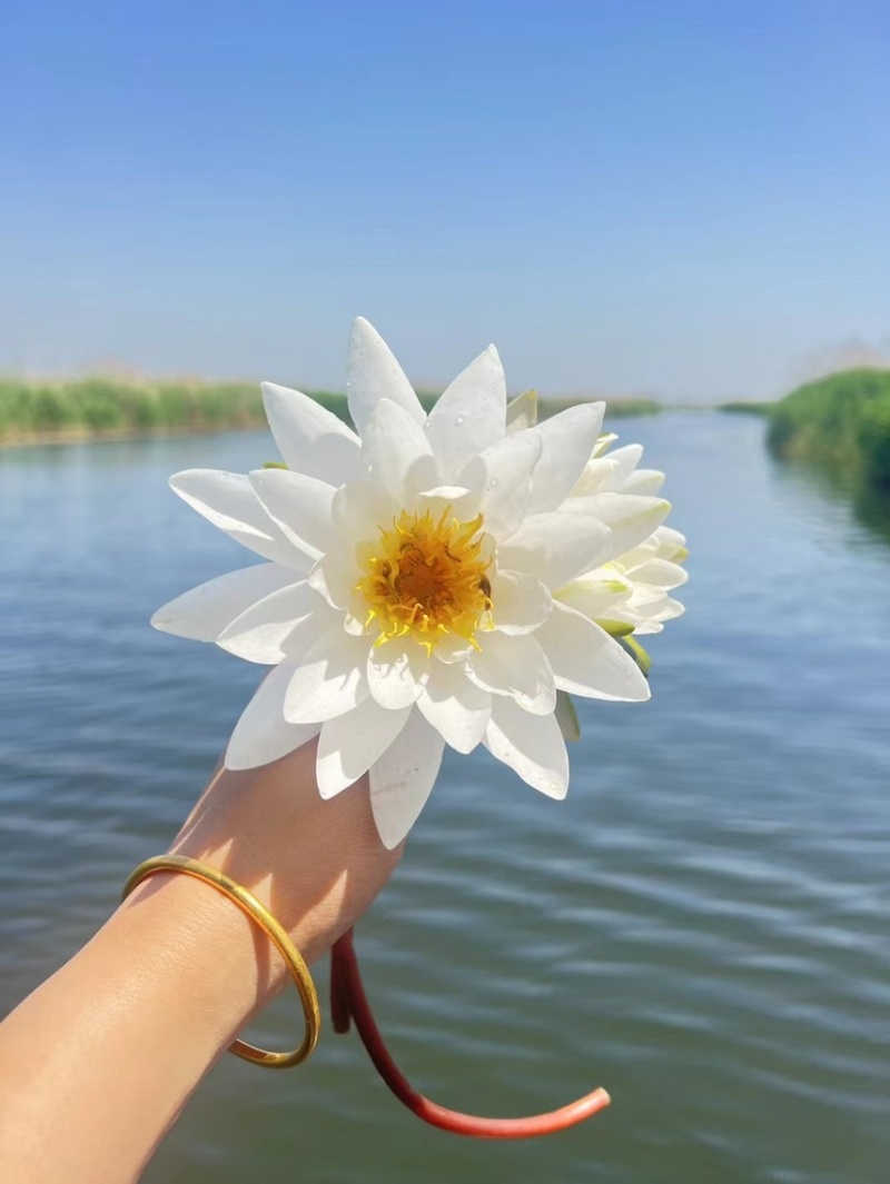 睡莲苗批发河道池塘湿地绿化水生挺水植物净化水质
