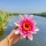 睡莲苗批发河道池塘湿地绿化水生挺水植物净化水质