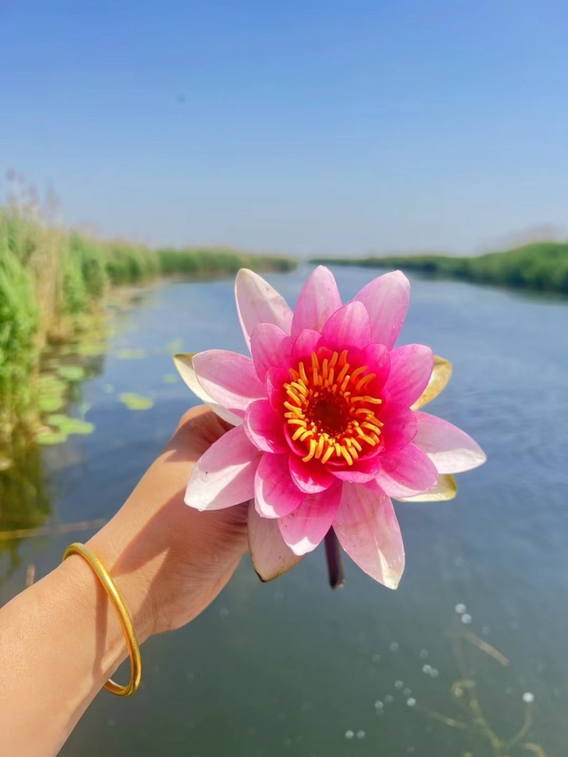 睡莲苗批发河道池塘湿地绿化水生挺水植物净化水质
