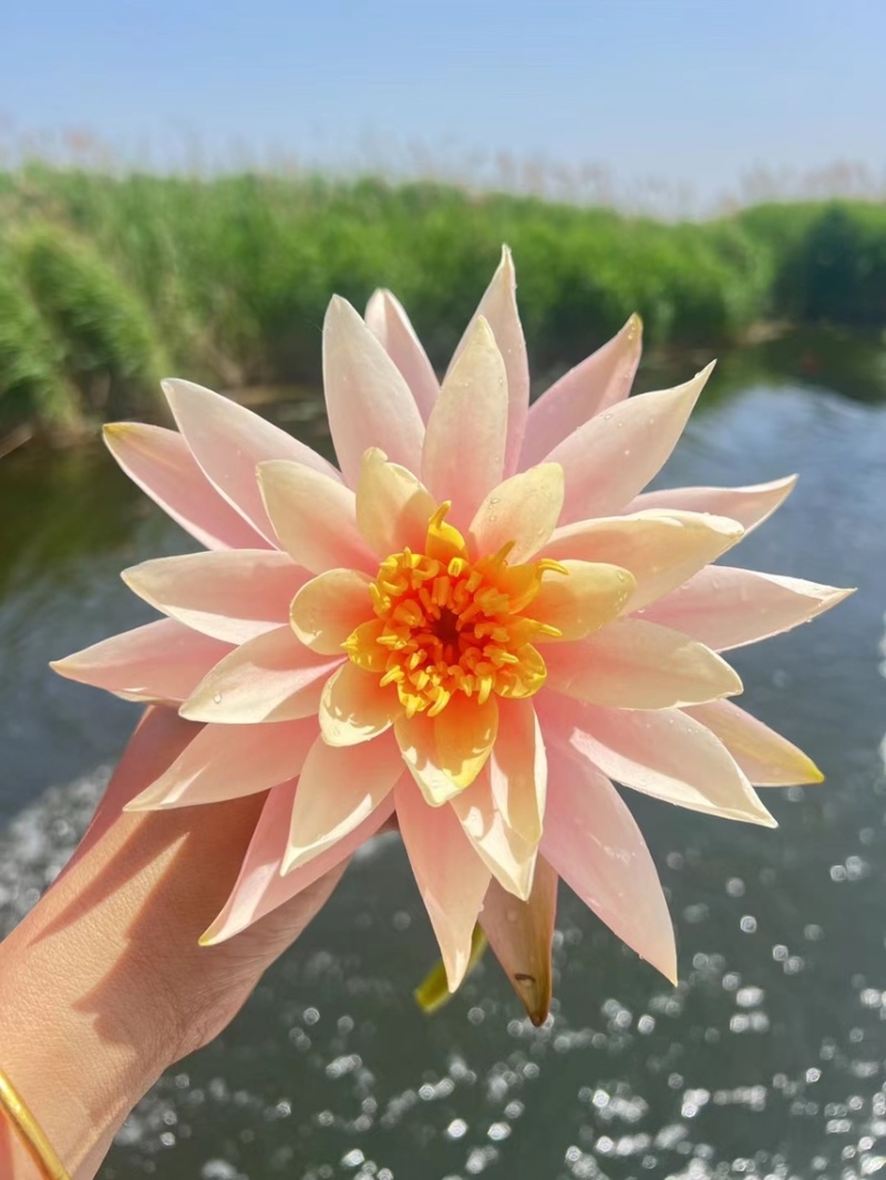 睡莲苗批发河道池塘湿地绿化水生挺水植物净化水质