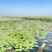 睡莲苗批发河道池塘湿地绿化水生挺水植物净化水质
