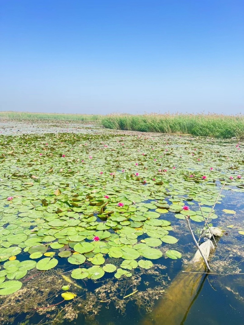 睡莲苗批发河道池塘湿地绿化水生挺水植物净化水质