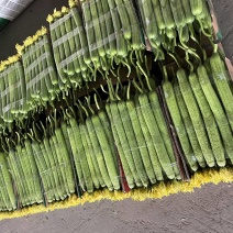 【实力】供应鲜花丝瓜大量接单品质保证诚信合作欢迎来电