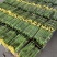 【实力】供应鲜花丝瓜大量接单品质保证诚信合作欢迎来电