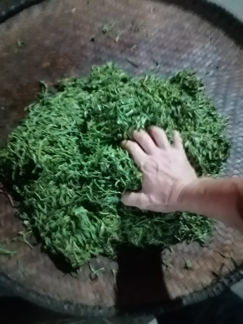 桂林华江猫儿山高山野生云雾明前茶