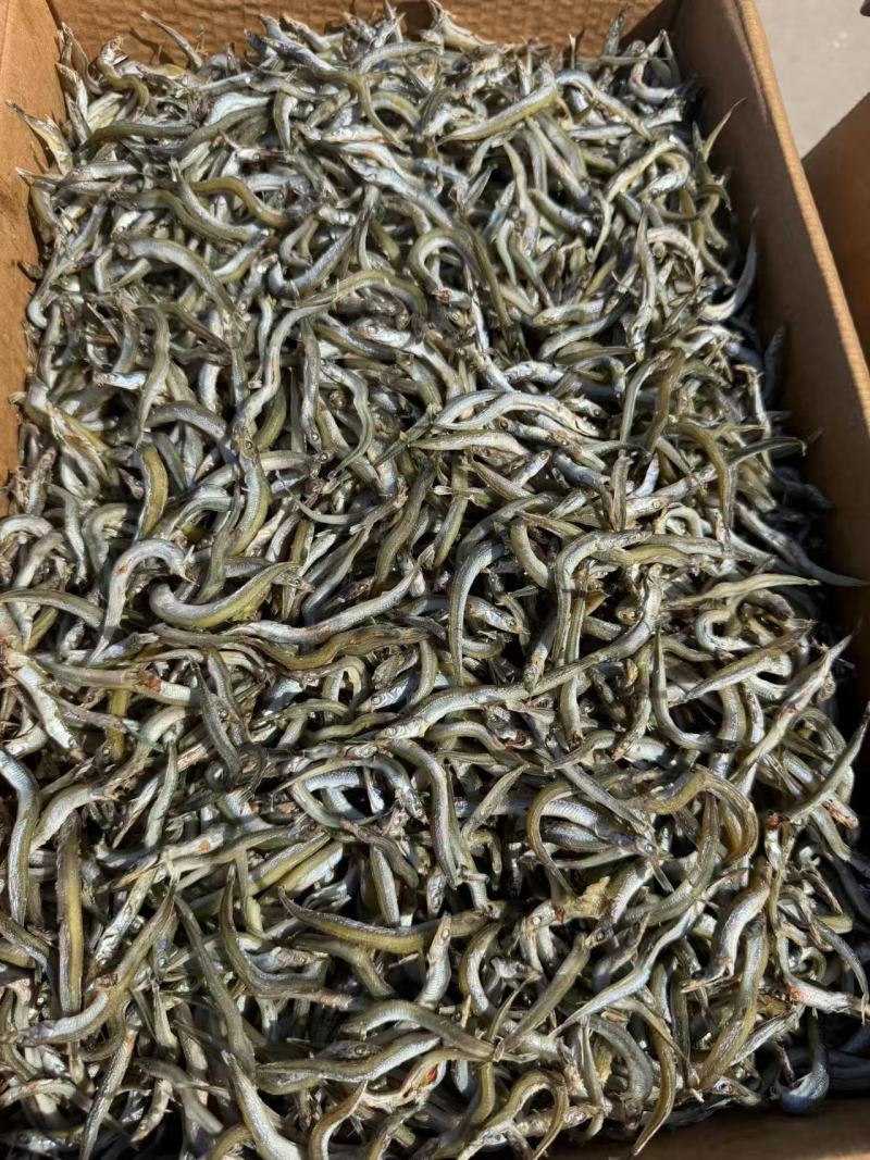 银针鱼干货品质保证价格实惠欢迎联系一件代发