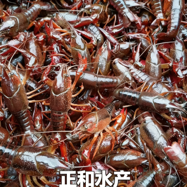 湖北潜江精品小龙虾产地直发，有档口，可以现场考察