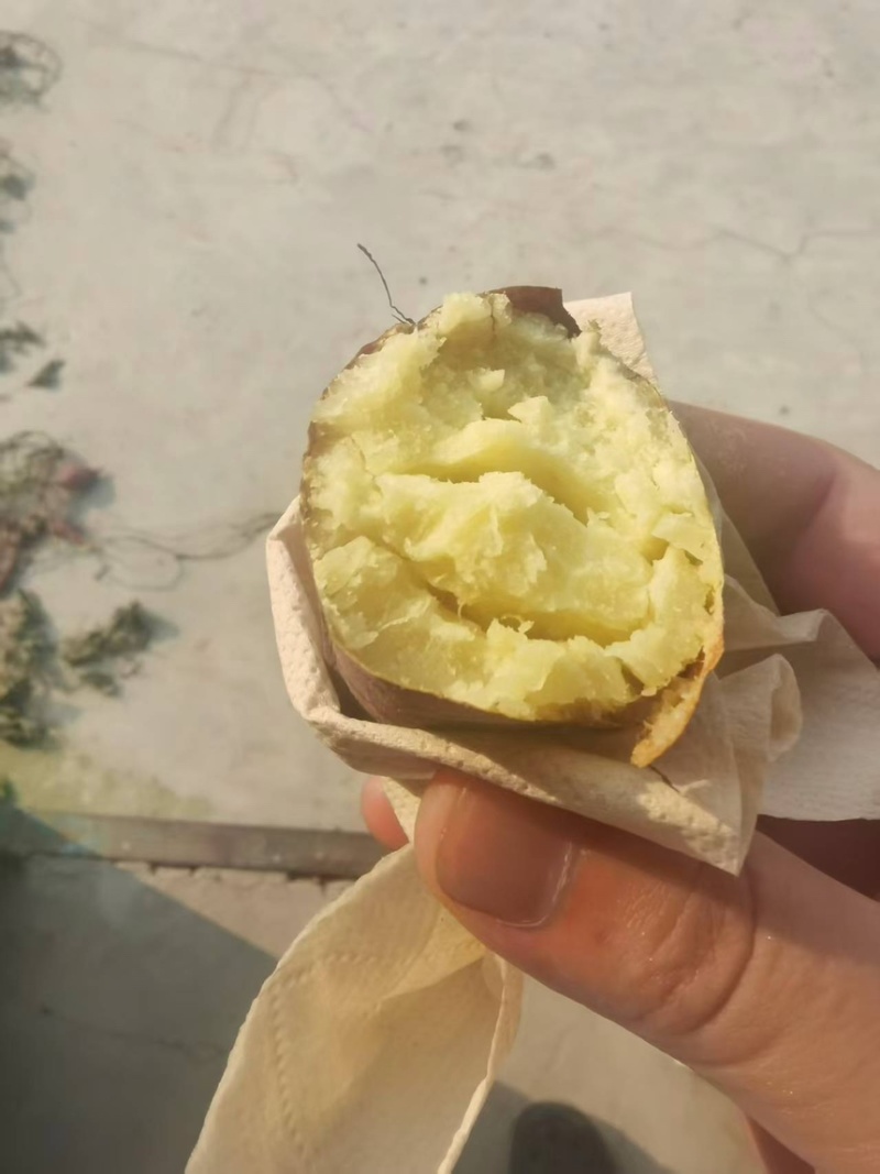 海南高系14板栗红薯现货大量供应品质保障欢迎来电