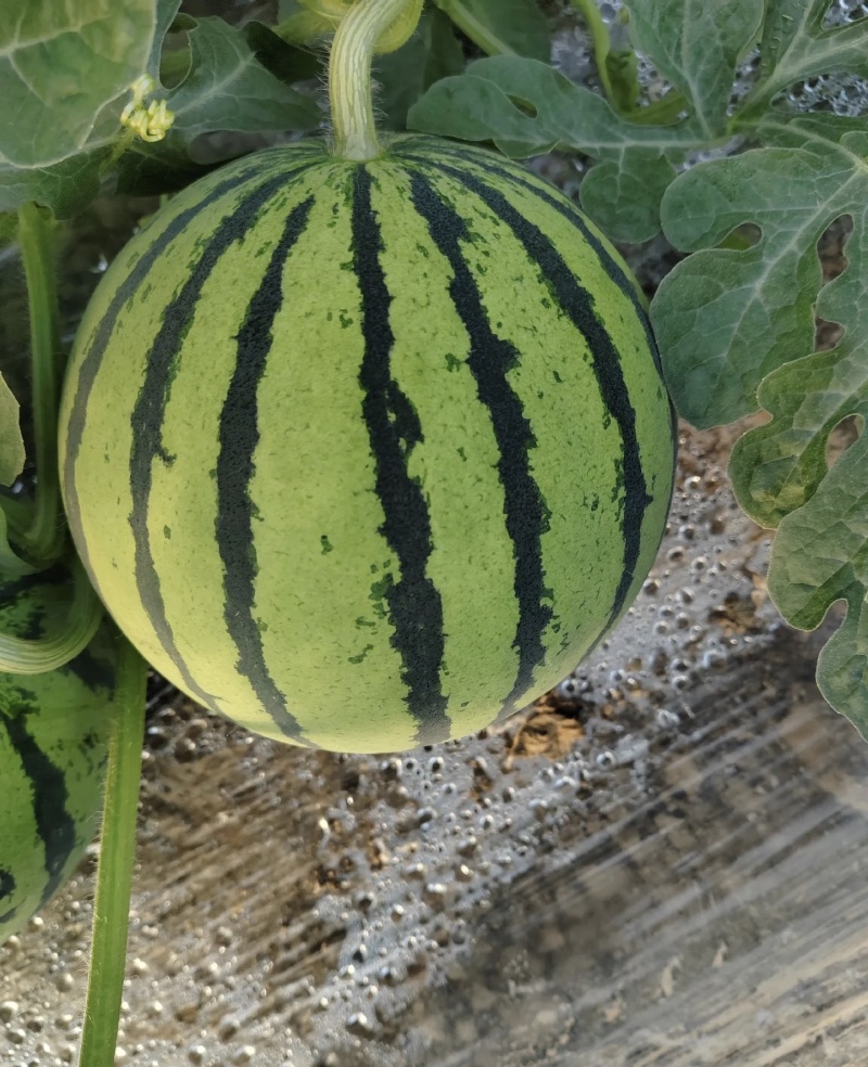 夏邑西瓜/嘉年华711西瓜大量供应品质优新鲜现摘可视频看