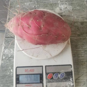 高系14板栗红薯精品板栗薯产地直发欢迎来电咨询选购