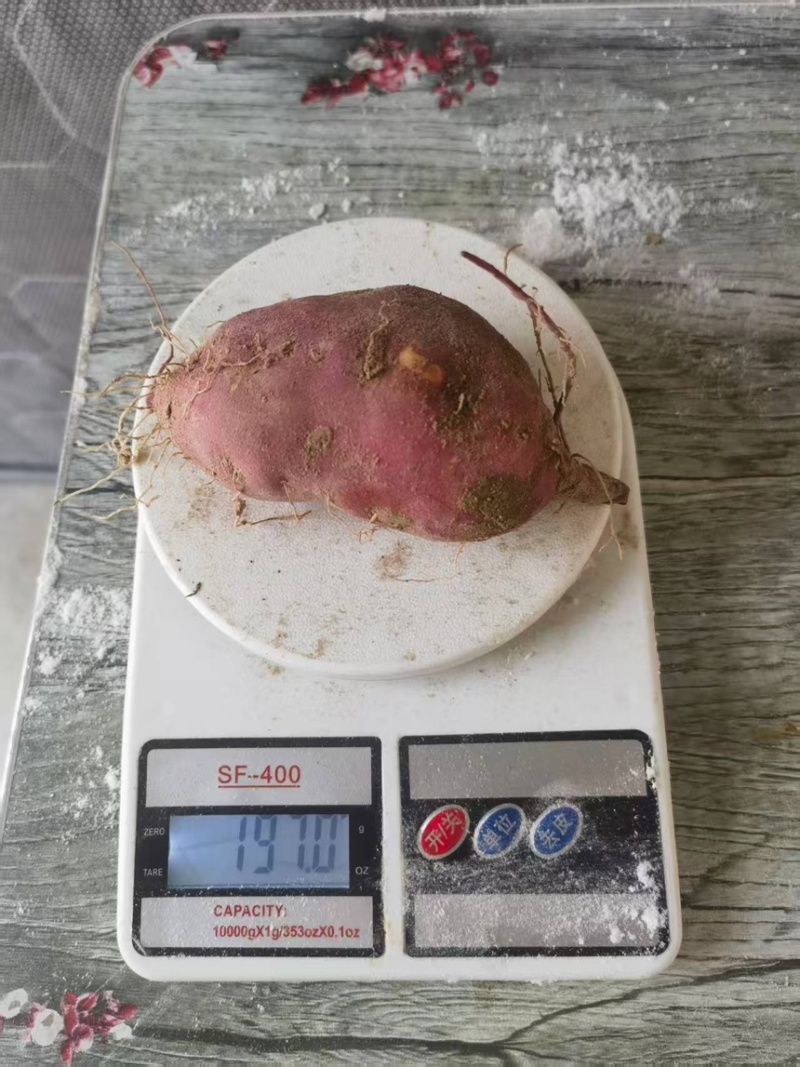 高系14板栗红薯精品板栗薯产地直发欢迎来电咨询选购