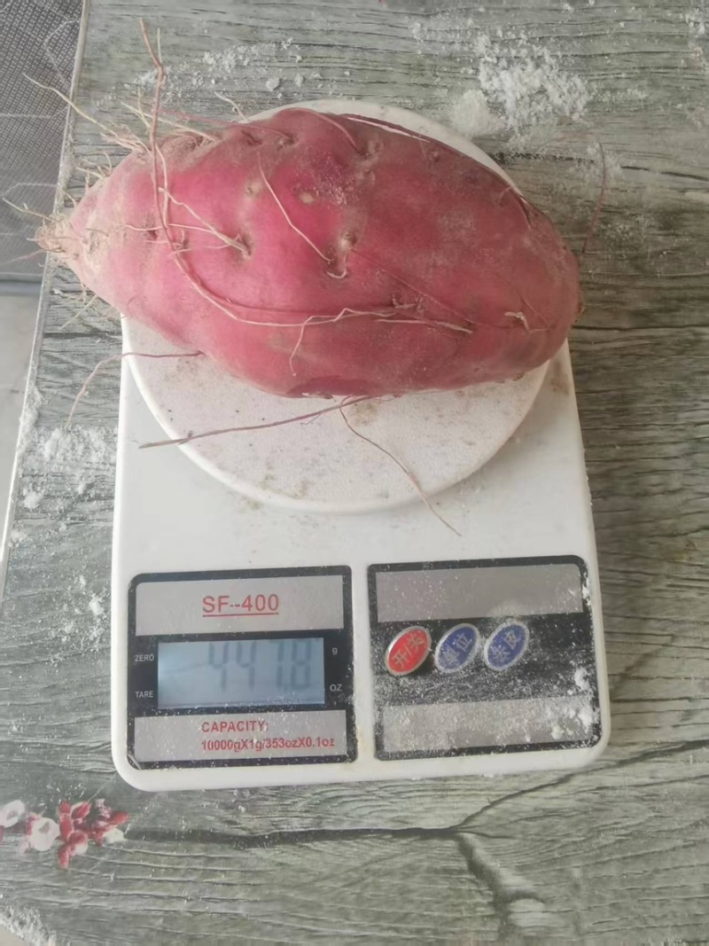高系14板栗红薯精品板栗薯产地直发欢迎来电咨询选购
