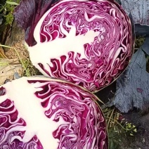 紫甘蓝湖北紫甘蓝产地一手货源保质保量价格实惠
