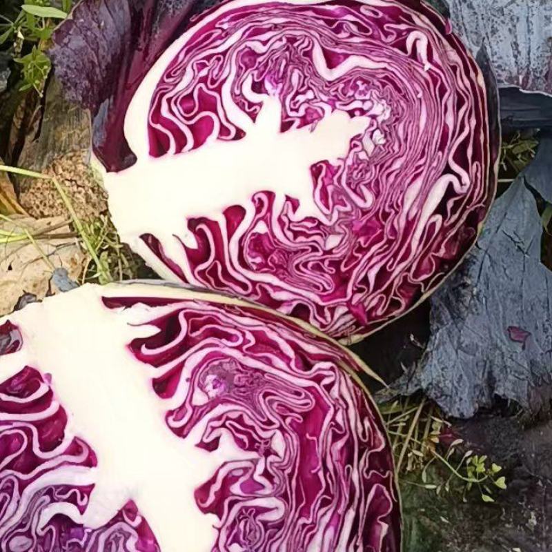 紫甘蓝湖北紫甘蓝产地一手货源保质保量价格实惠
