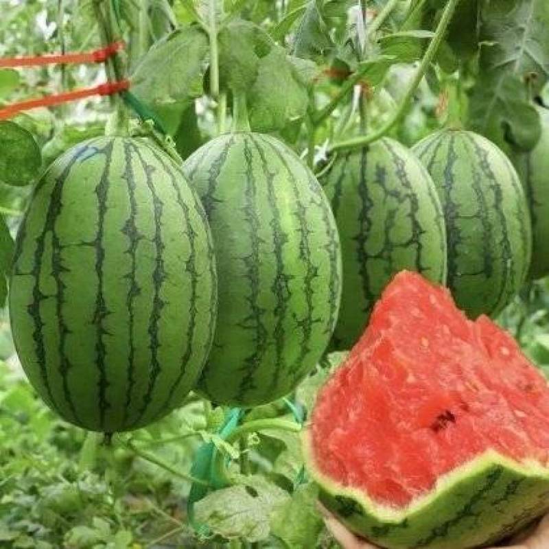 小糖丸西瓜皮薄肉厚大量上市中价格实惠运输便利货发全国欢迎