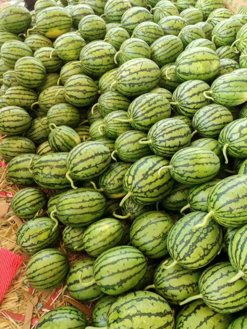 小糖丸西瓜皮薄肉厚大量上市中价格实惠运输便利货发全国欢迎