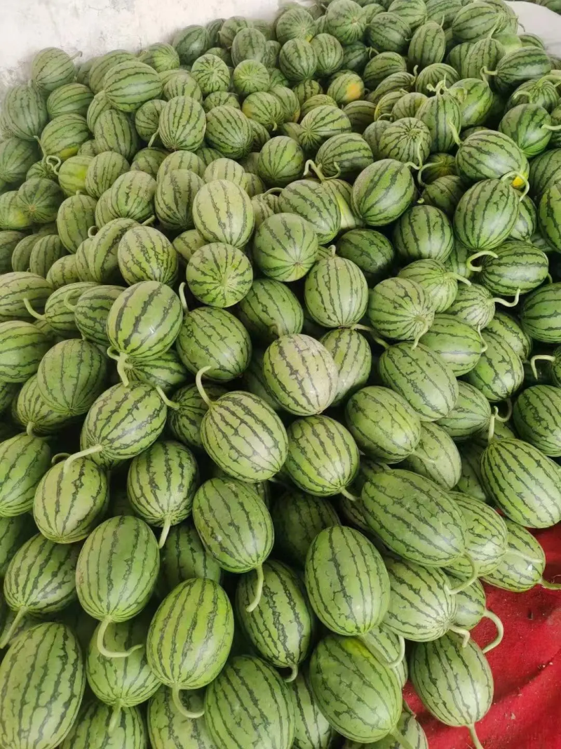 小糖丸西瓜皮薄肉厚大量上市中价格实惠运输便利货发全国欢迎