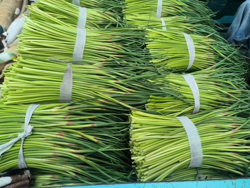 蒜薹/江苏邳州新鲜蒜薹/市场货/电商一件代发/对接全国
