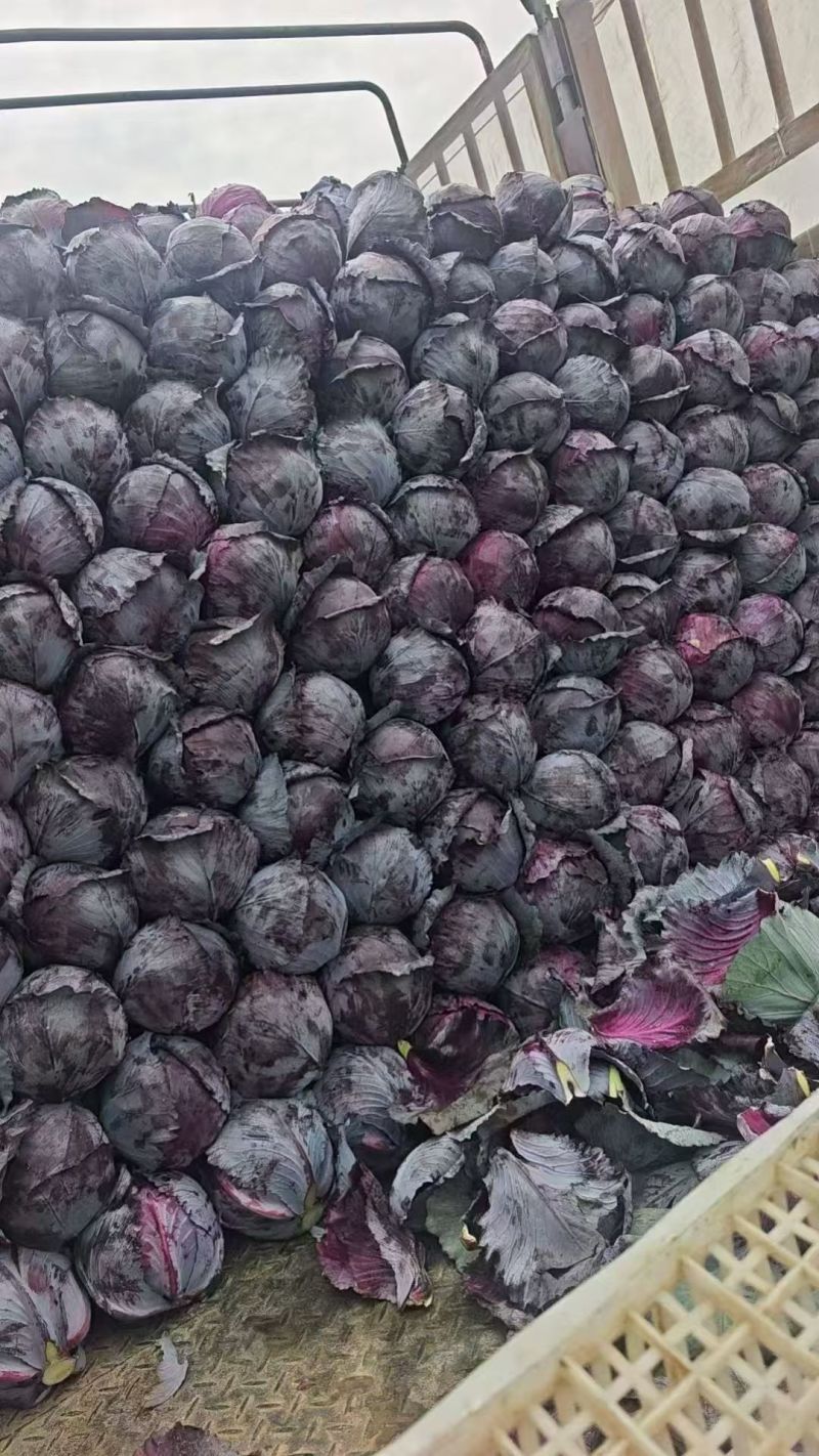 紫甘蓝湖北紫甘蓝产地一手货源保质保量价格实惠