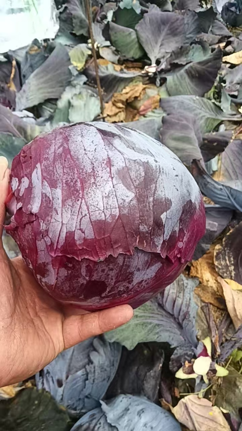 紫甘蓝湖北紫甘蓝产地一手货源保质保量价格实惠
