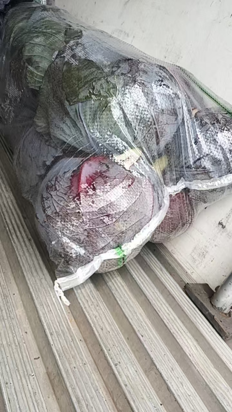 紫甘蓝湖北紫甘蓝产地一手货源保质保量价格实惠