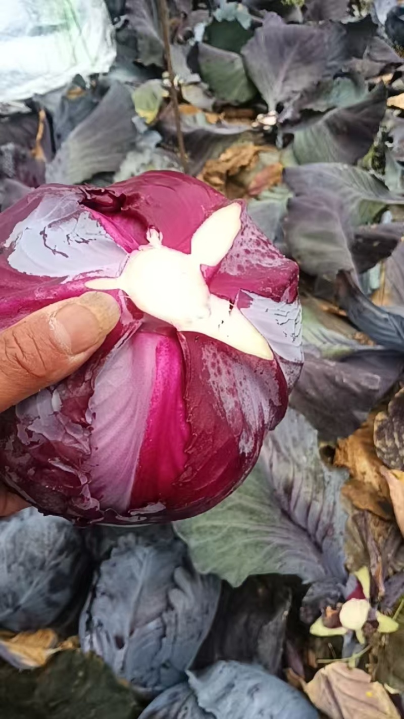 紫甘蓝湖北紫甘蓝产地一手货源保质保量价格实惠