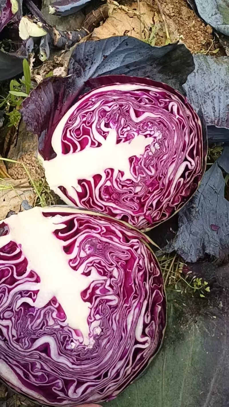 紫甘蓝湖北紫甘蓝产地一手货源保质保量价格实惠