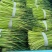 蒜薹/江苏邳州新鲜蒜薹/市场货/电商一件代发/对接全国